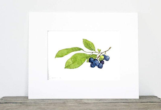 Studio Tuesday Blueberries Botanical Watercolor Print, Botanical Watercolor